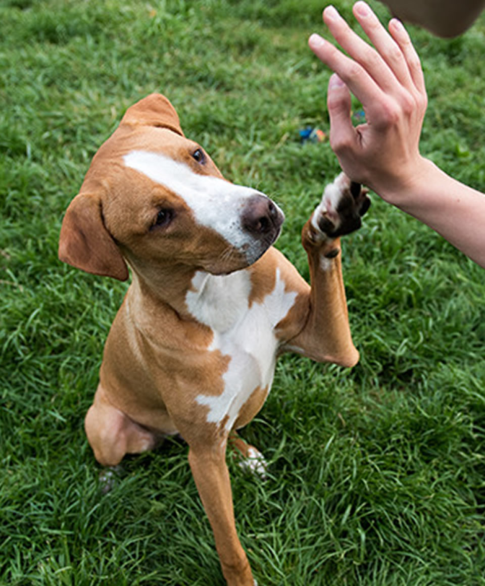 Dog Training